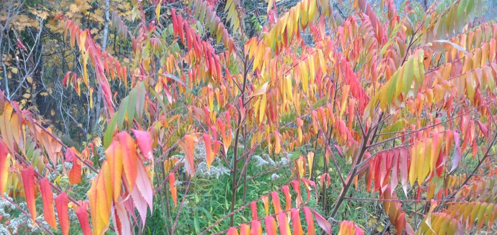 Autumn leaves in rainbow colours